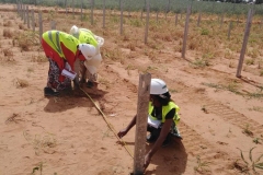 UDUS-STEM-Students-measuring-the-distance-between-pillars-and-rows-during-site-tour
